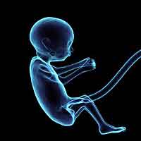 Embryology