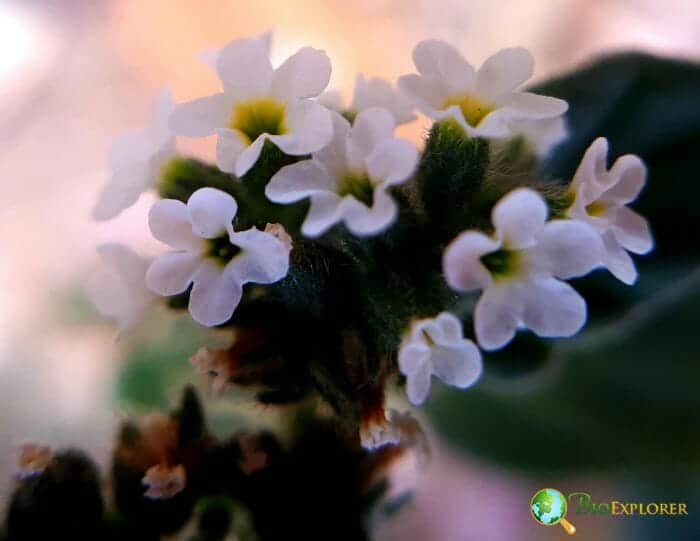 Enchanter's Nightshade