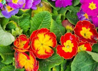 Primrose