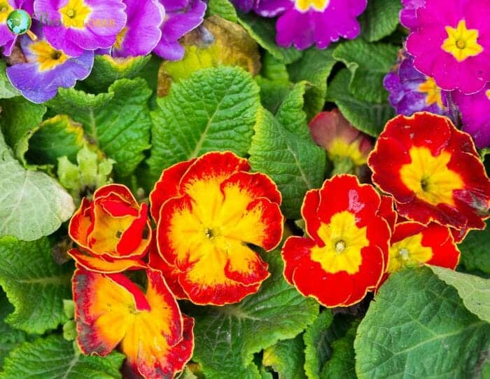 Primrose
