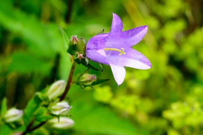 Epigaea