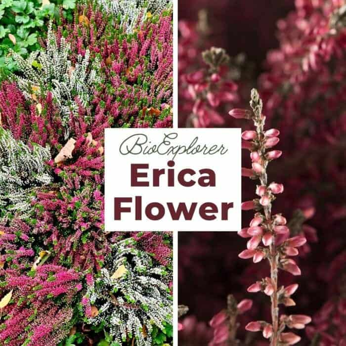 Erica Erica