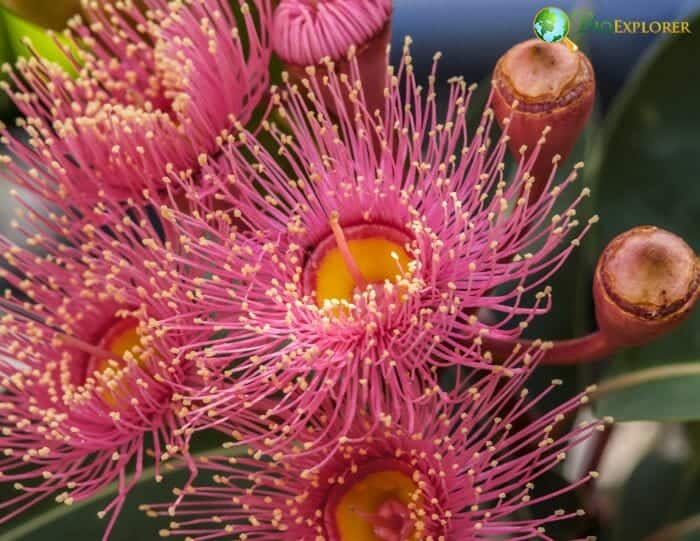 Eucalyptus