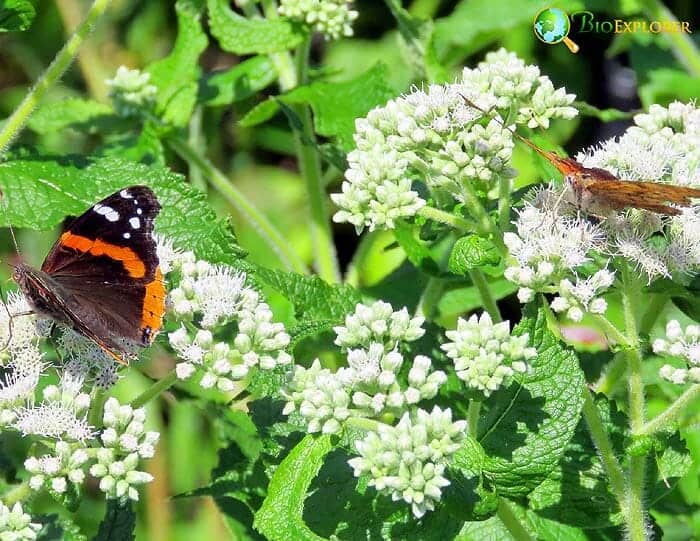 ​​Eupatorium