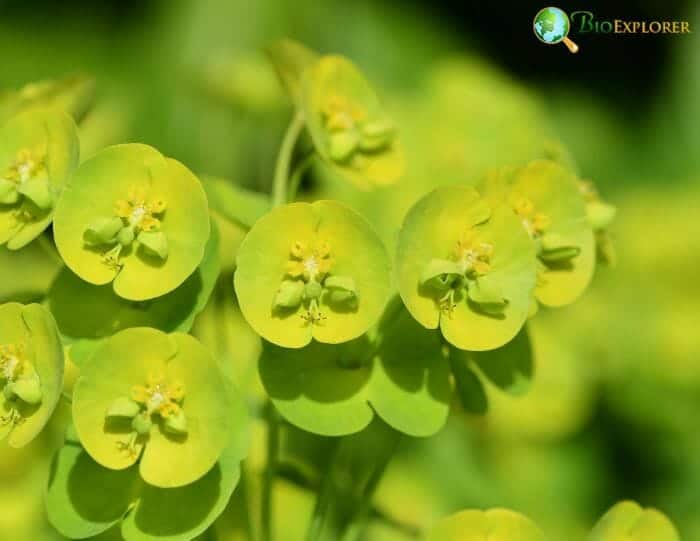 Euphorbia Flowers Euphorbia Flowers