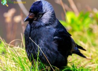 Eurasian Jackdaw