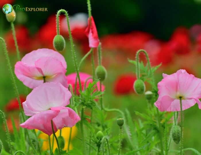 European Wild Poppy Flowers European Wild Poppy Flowers