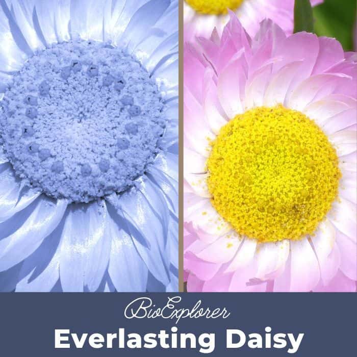 Everlasting Daisy Everlasting Daisy