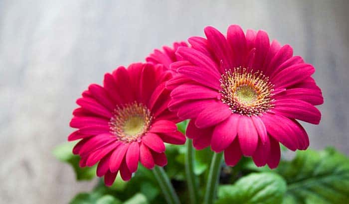 25 Most Known Exotic Flowers