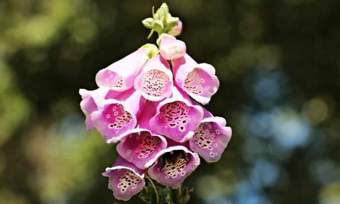 Fairy Bells Fairy Bells