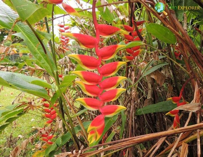 False Bird of Paradise