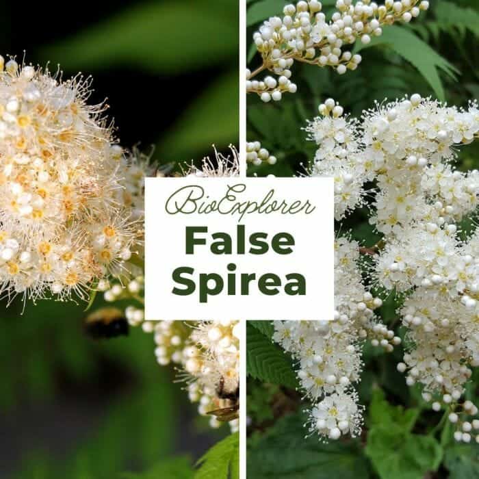 False Spirea False Spirea