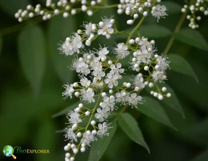 False Spirea Flowers False Spirea Flowers