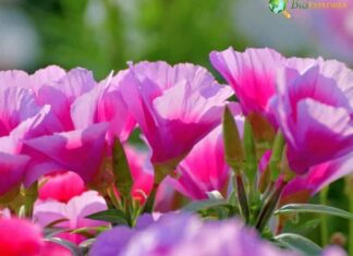 Farewell-To-Spring