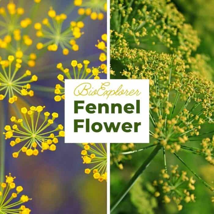 Fennel Fennel