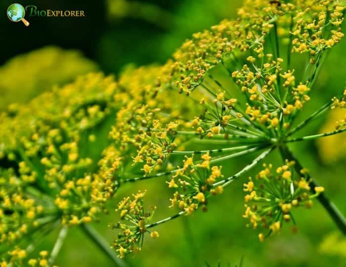 Fennel Clusters Fennel Clusters