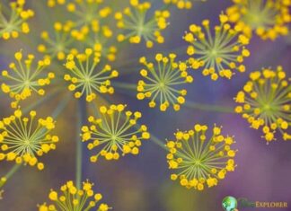 Fennel