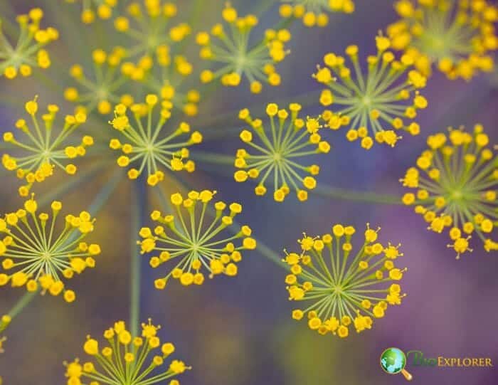 Fennel