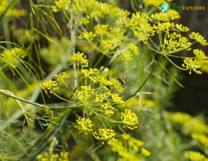 Fennel Flowers Fennel Flowers