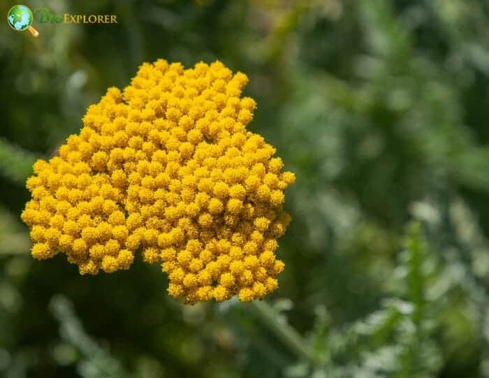 Fernleaf Yarrow Flowers Fernleaf Yarrow Flowers