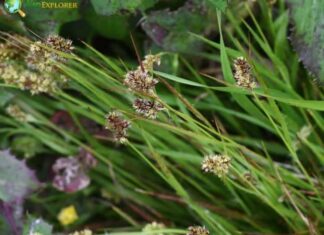 Field Wood-rush