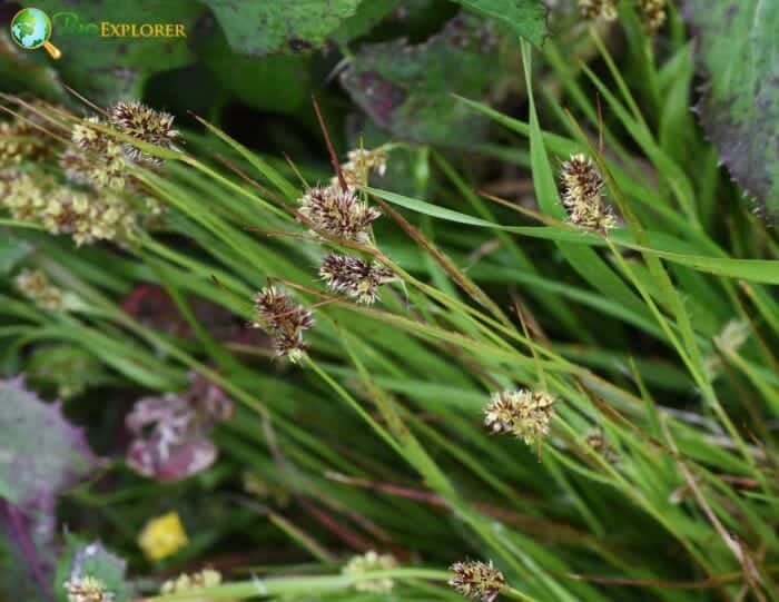Field Wood-rush