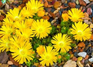 Fig Marigold