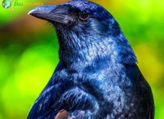 Fish Crow