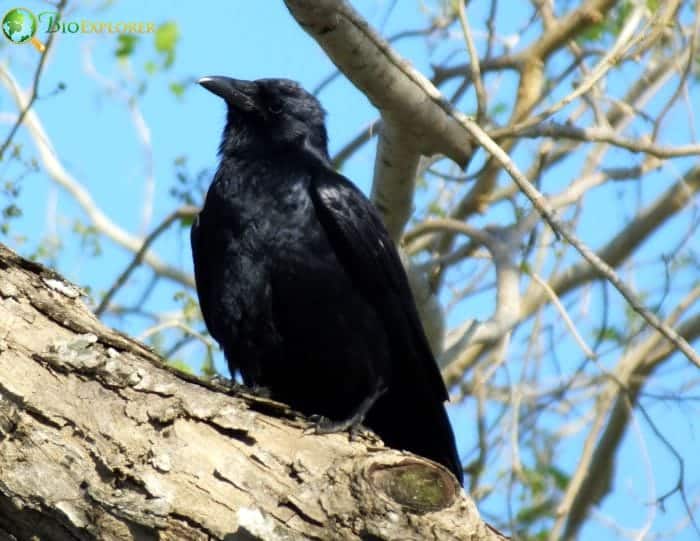 Fish Crow Fish Crow