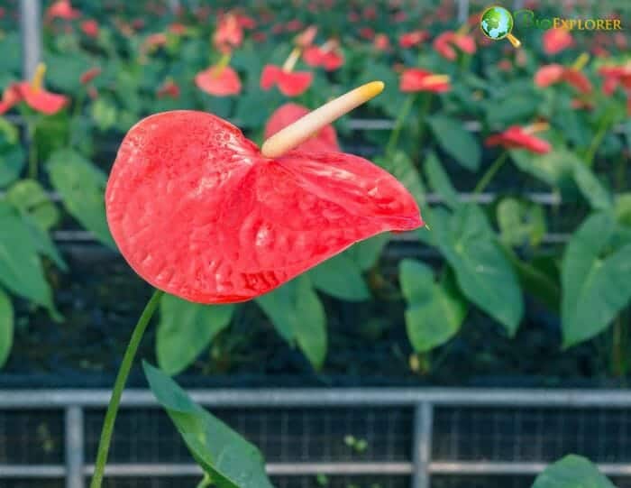 Flamingo Flowers Flamingo Flowers