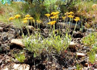 Lemon's Rubberweed