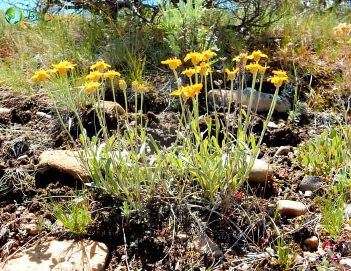 Lemon's Rubberweed