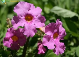 Flowering Fern