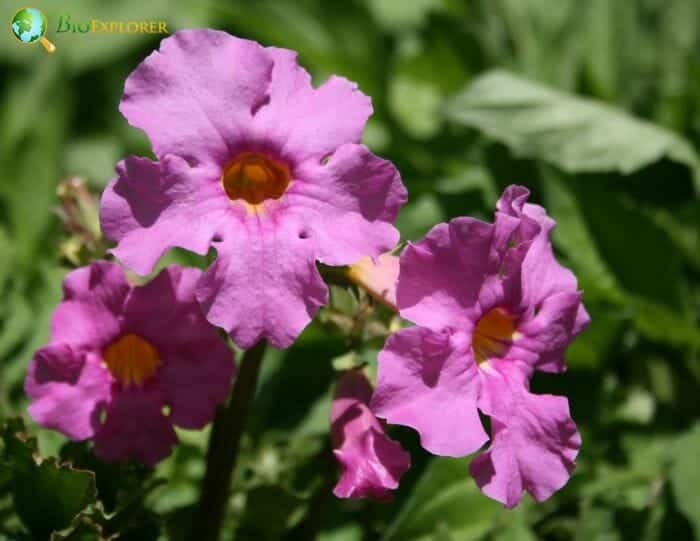 Flowering Fern