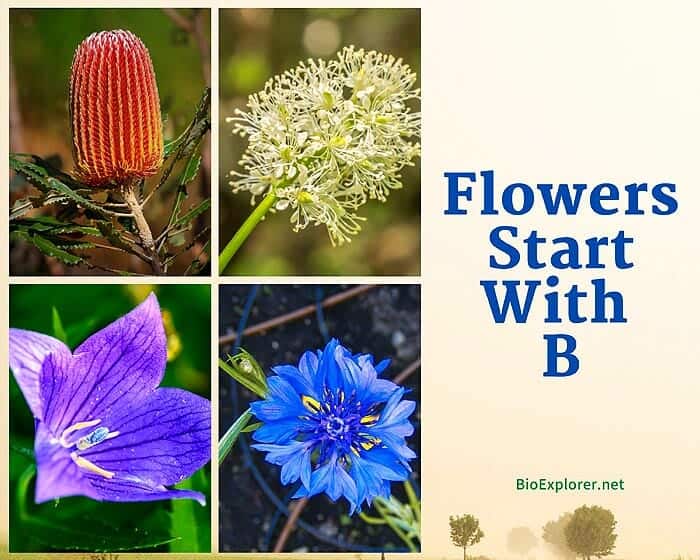 Flowers Starting with B