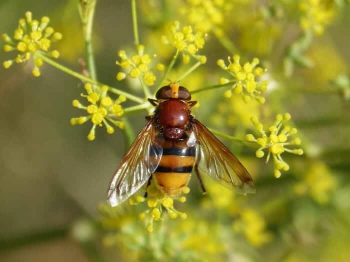 Foeniculum Vulgare Foeniculum Vulgare