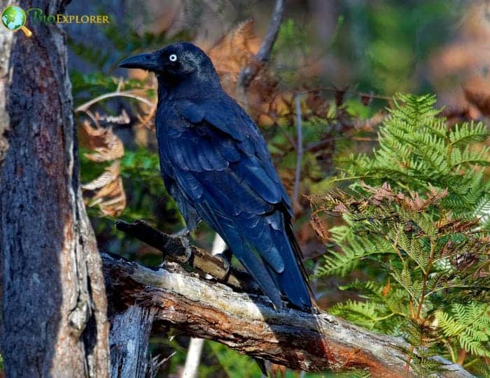 Forest Raven Forest Raven