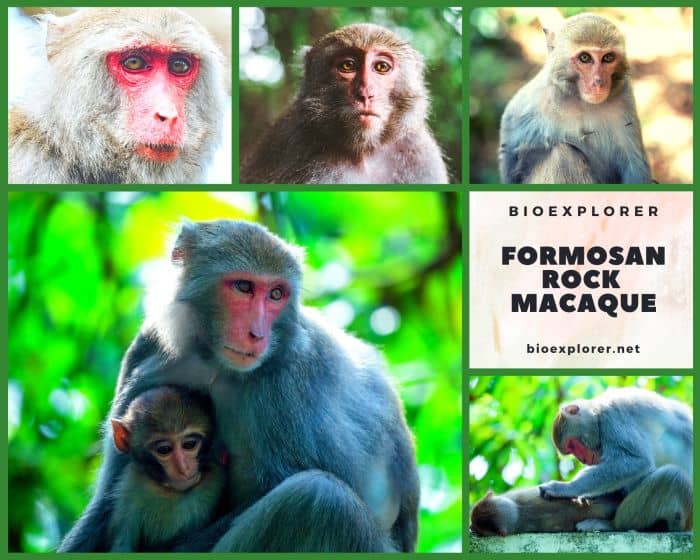 Formosan Rock Macaque Formosan Rock Macaque
