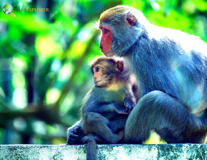 Formosan Rock Macaques Formosan Rock Macaques