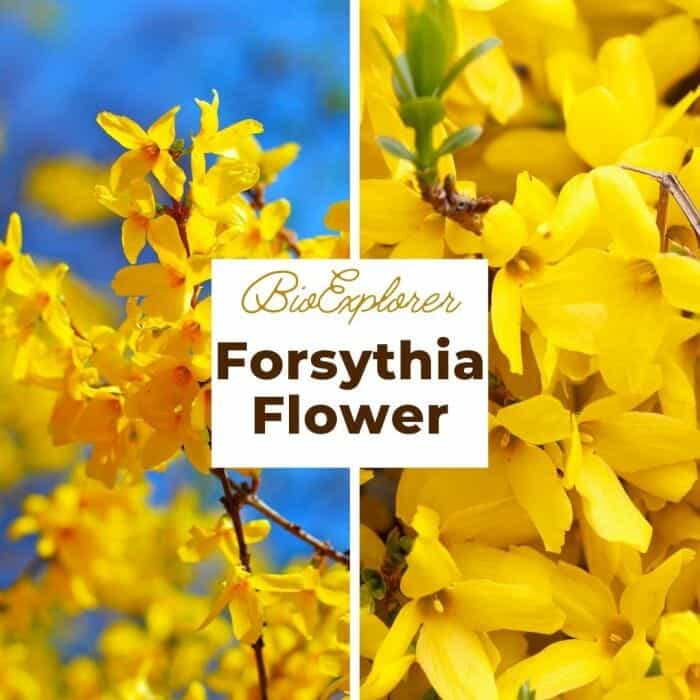 Forsythia Forsythia