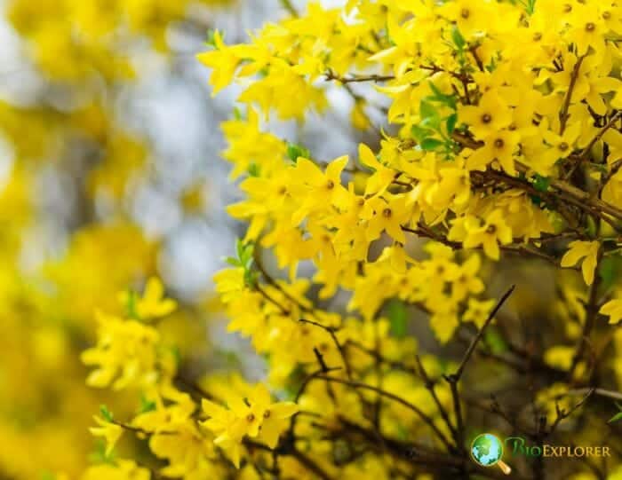 Forsythia Flowering Plant Forsythia Flowering Plant