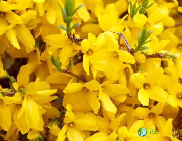 Forsythia Flowers Forsythia Flowers