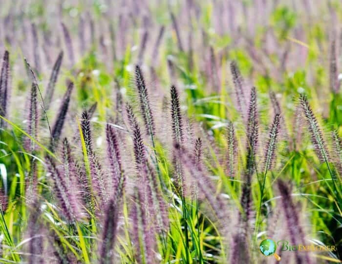 Fountain Grass