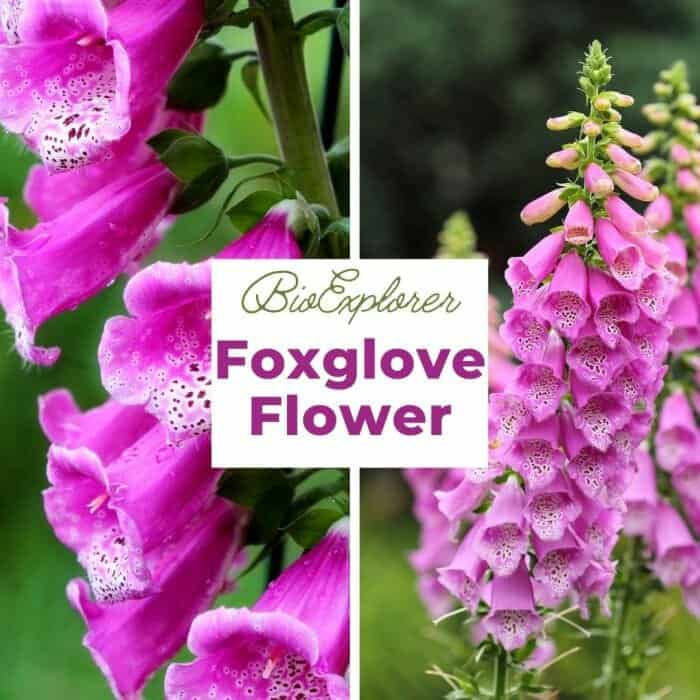 Foxglove Flower Foxglove Flower