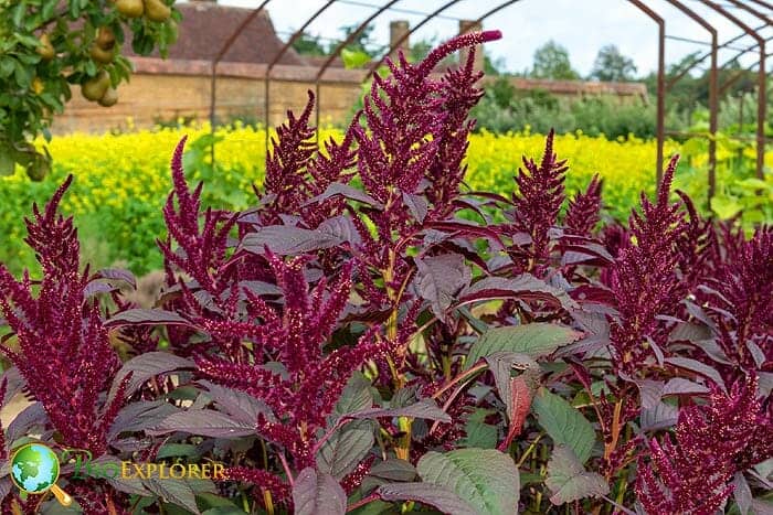 Foxtail Amaranth Foxtail Amaranth