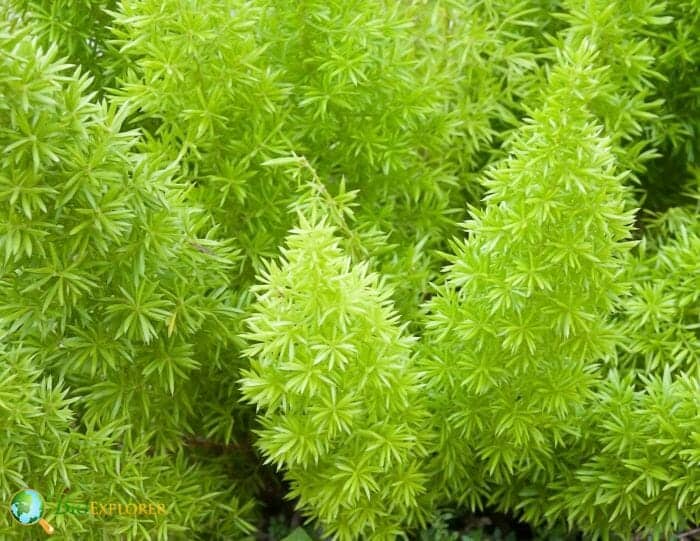 Foxtail Fern
