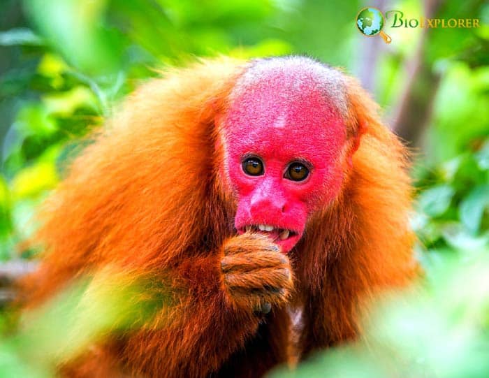 Frugivorous Monkeys