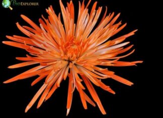 Fuji Mums