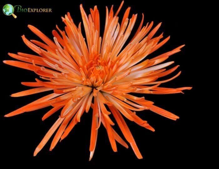 Fuji Mums