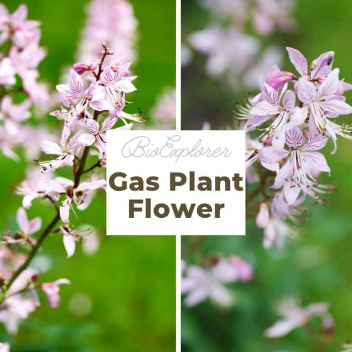 Gas Plant Gas Plant